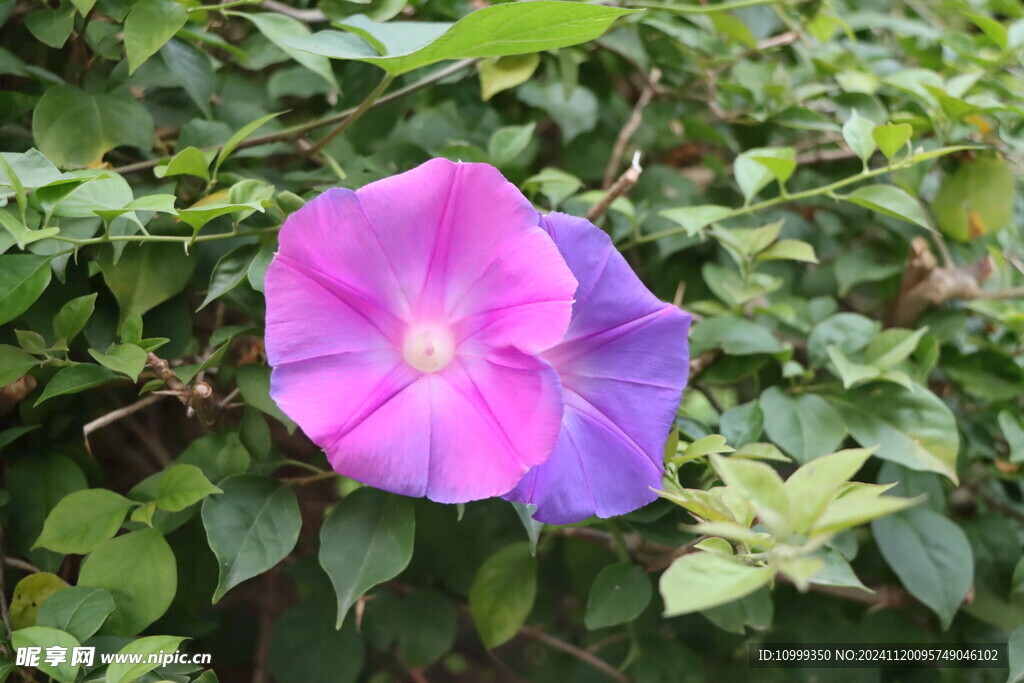 牵牛花