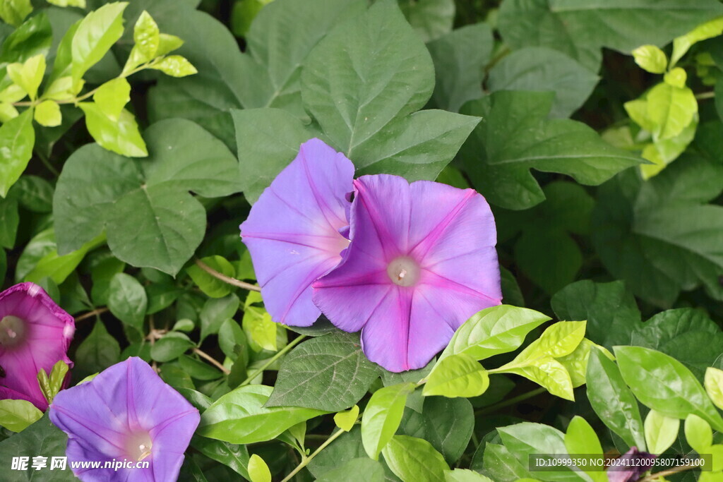 牵牛花