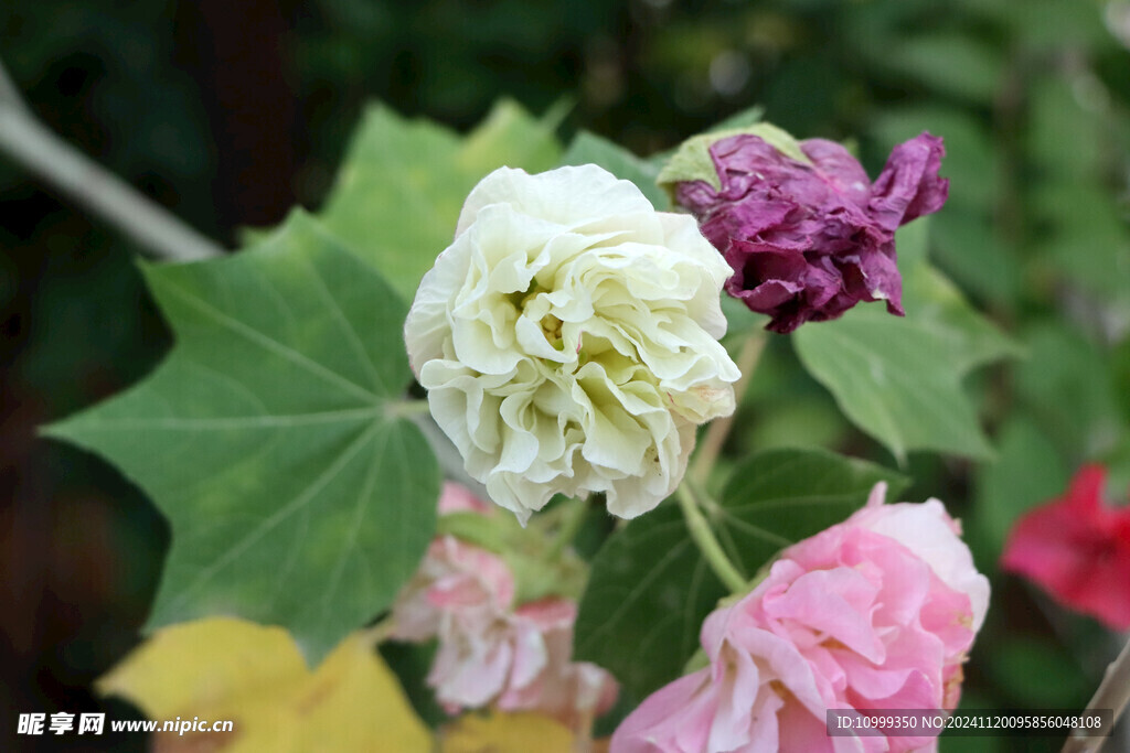 白色木芙蓉花