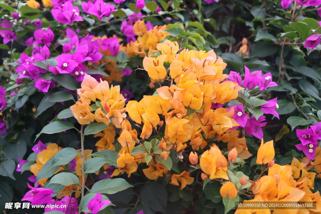 扶桑花