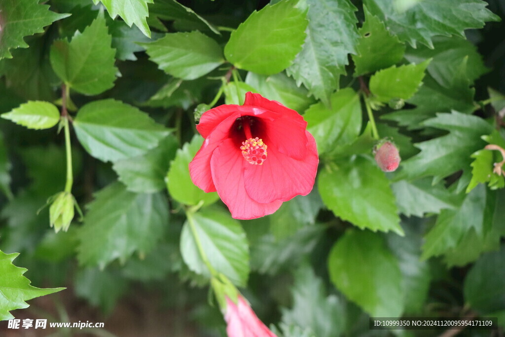 扶桑花 