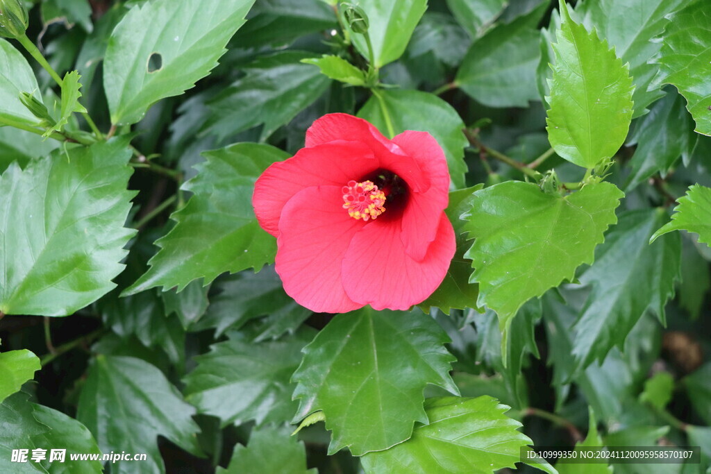 扶桑花