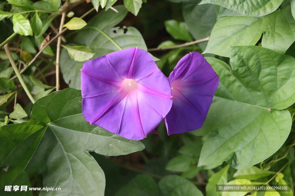 牵牛花