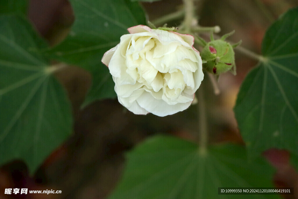 白色木芙蓉花