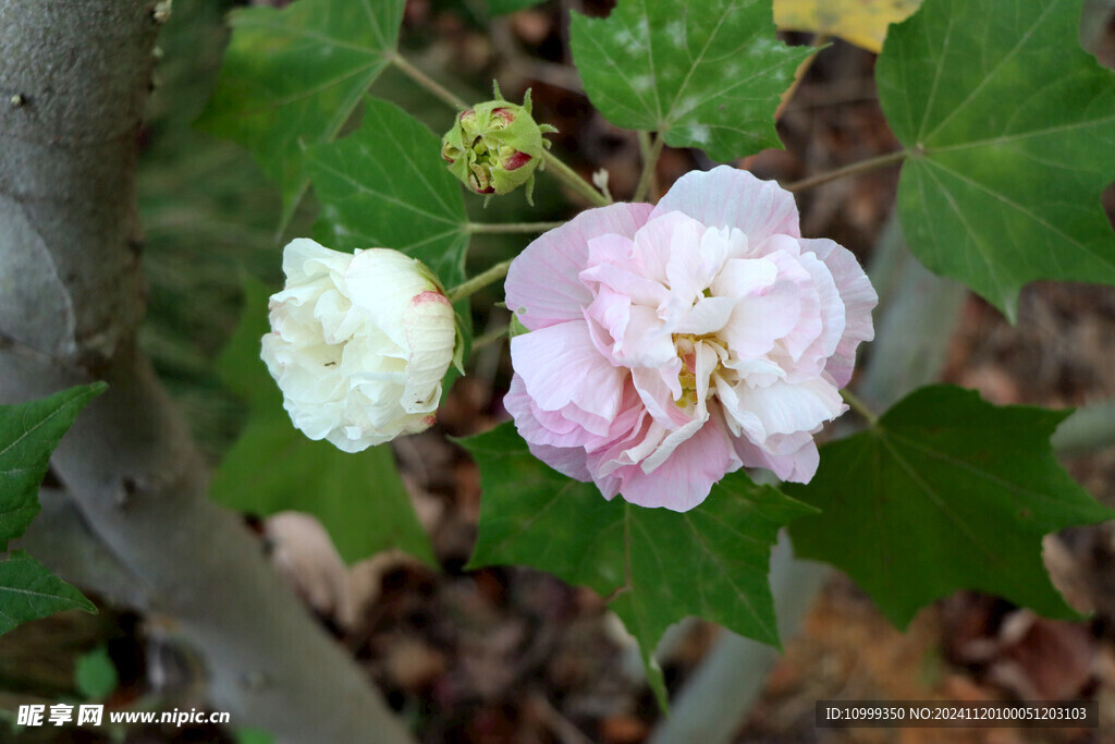 木芙蓉 