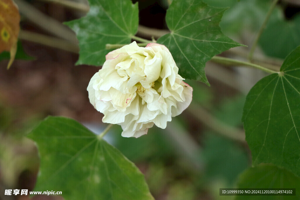 白色木芙蓉花