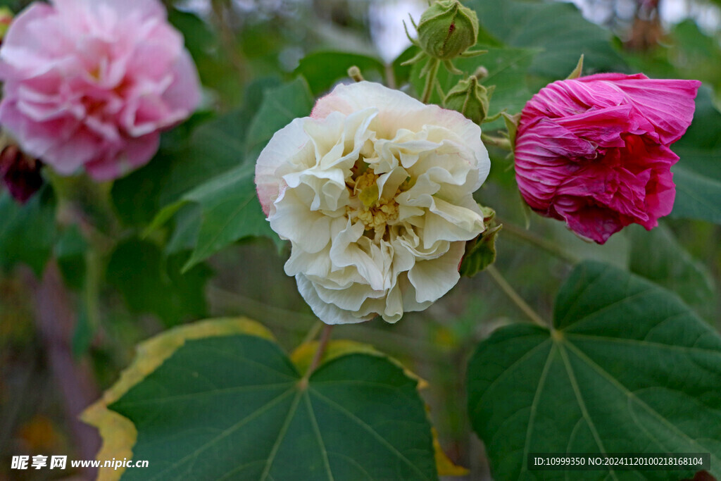 木芙蓉 