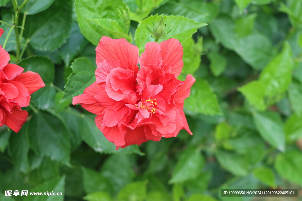 扶桑花