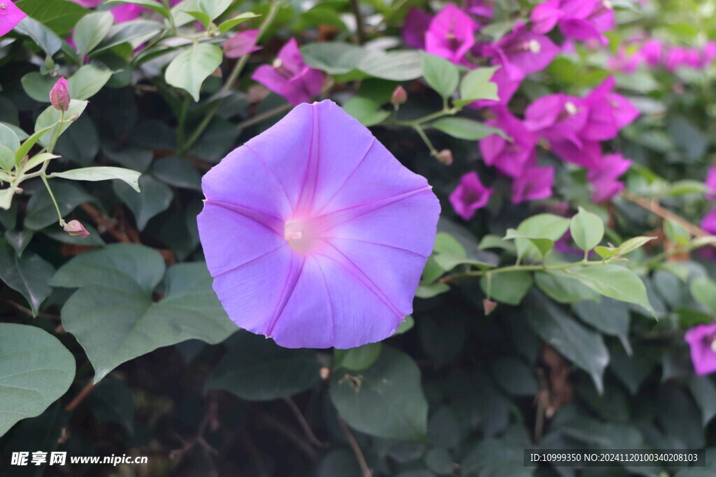 牵牛花