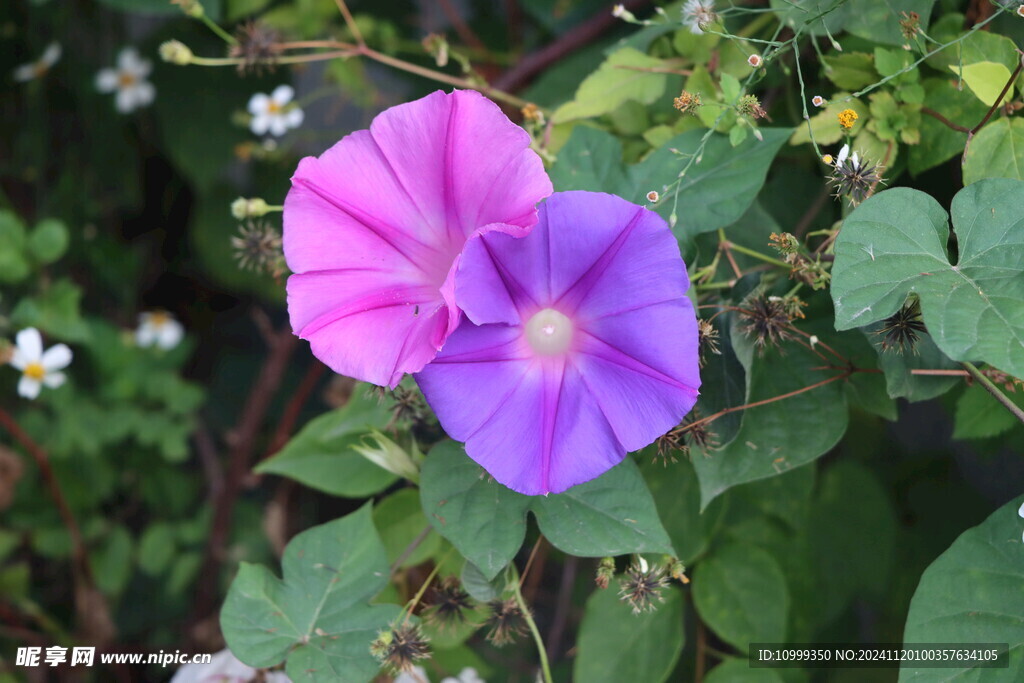 牵牛花