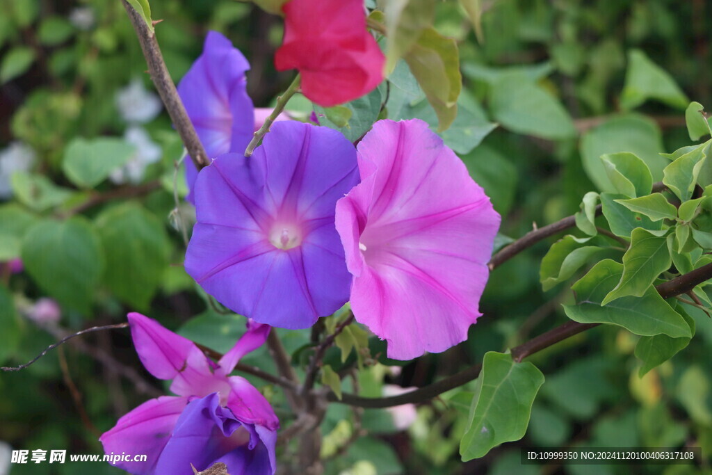 牵牛花
