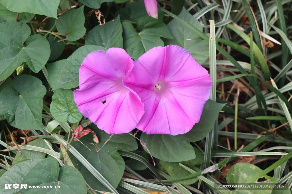 牵牛花