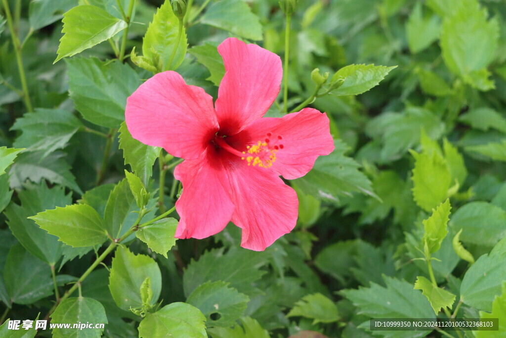 扶桑花