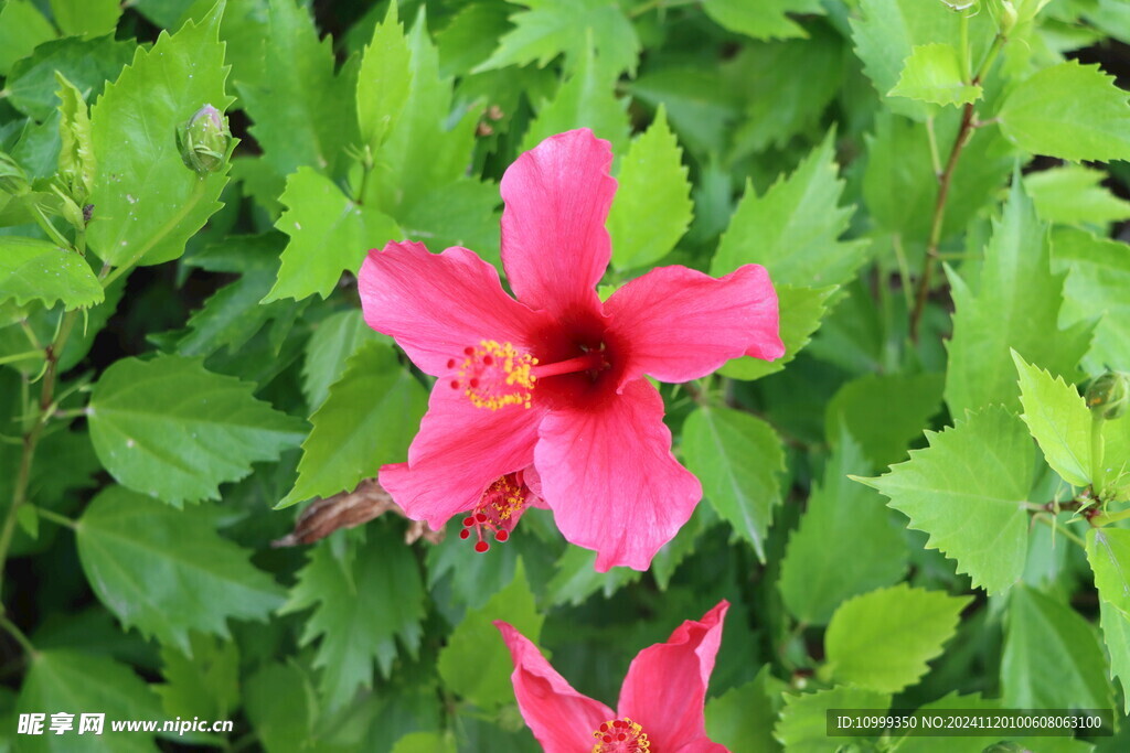扶桑花