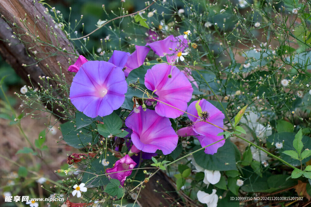 牵牛花