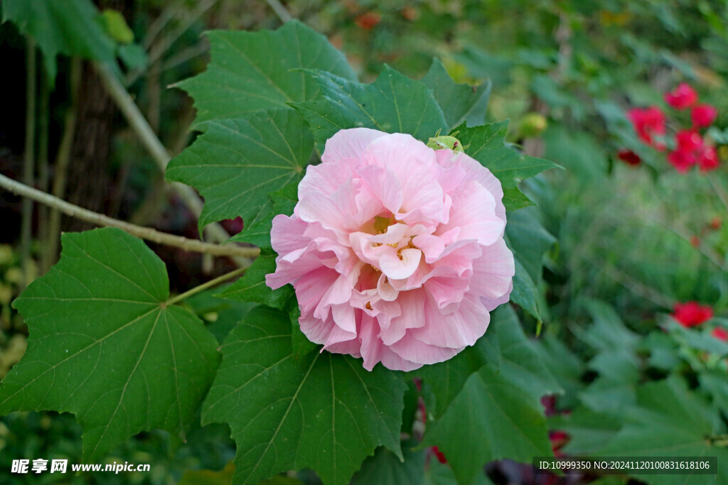 木芙蓉