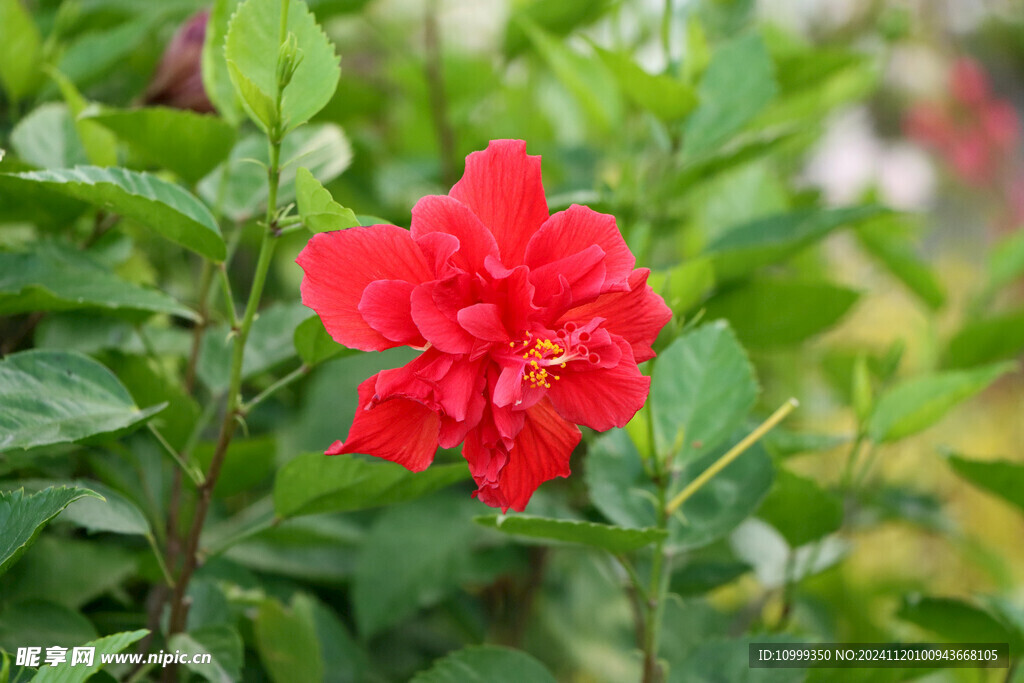 扶桑花