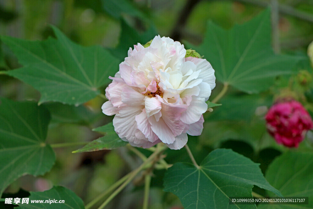 白色木芙蓉花