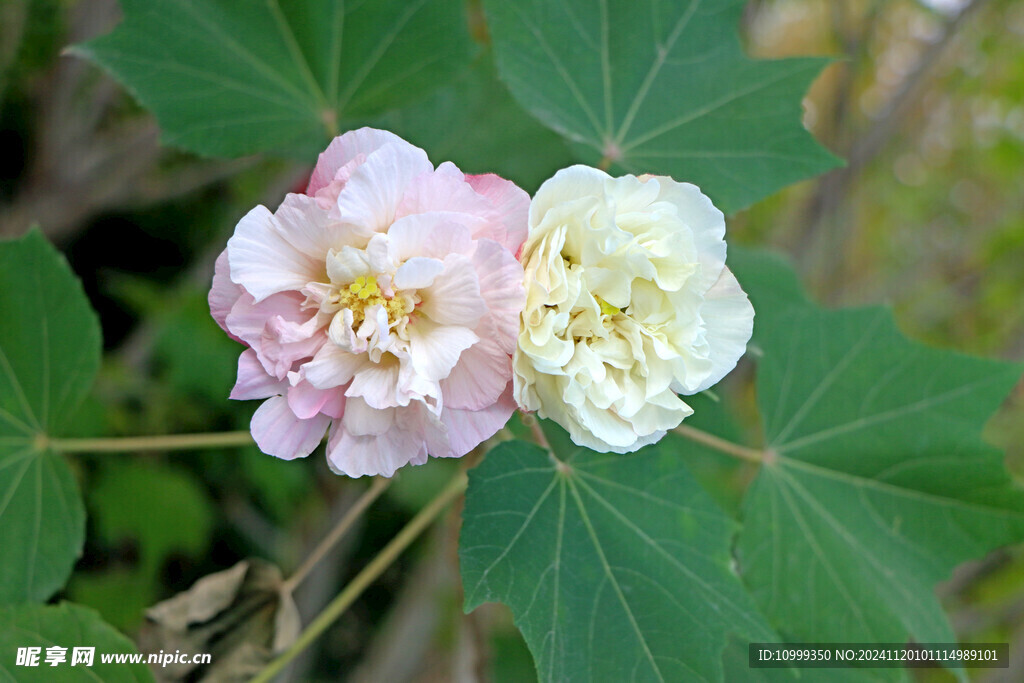 木芙蓉