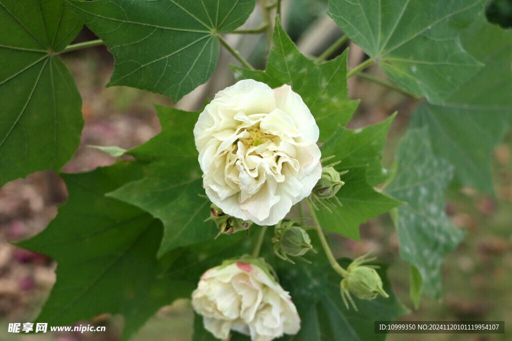 白色木芙蓉花