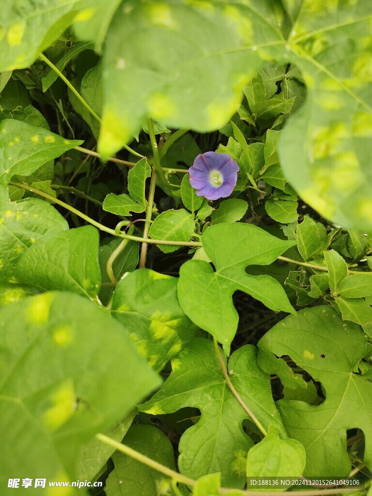 喇叭花