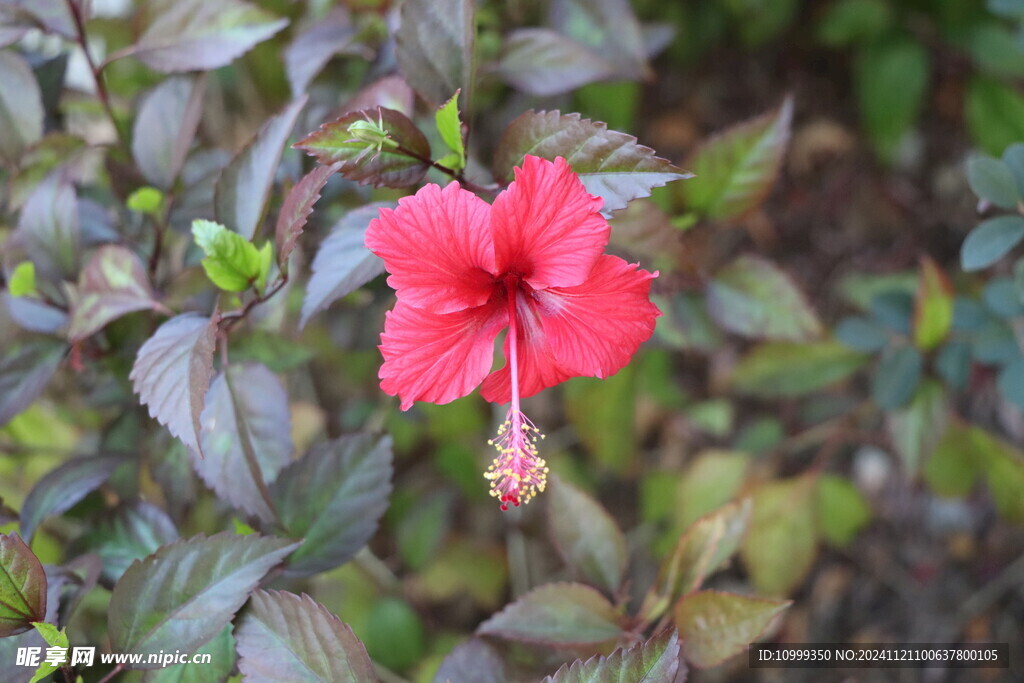 扶桑花