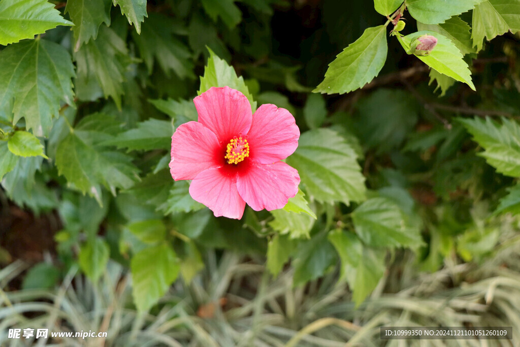 扶桑花