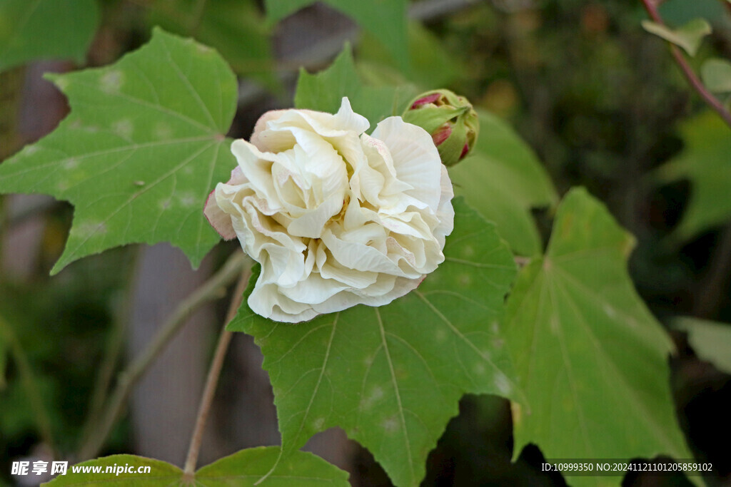 木芙蓉