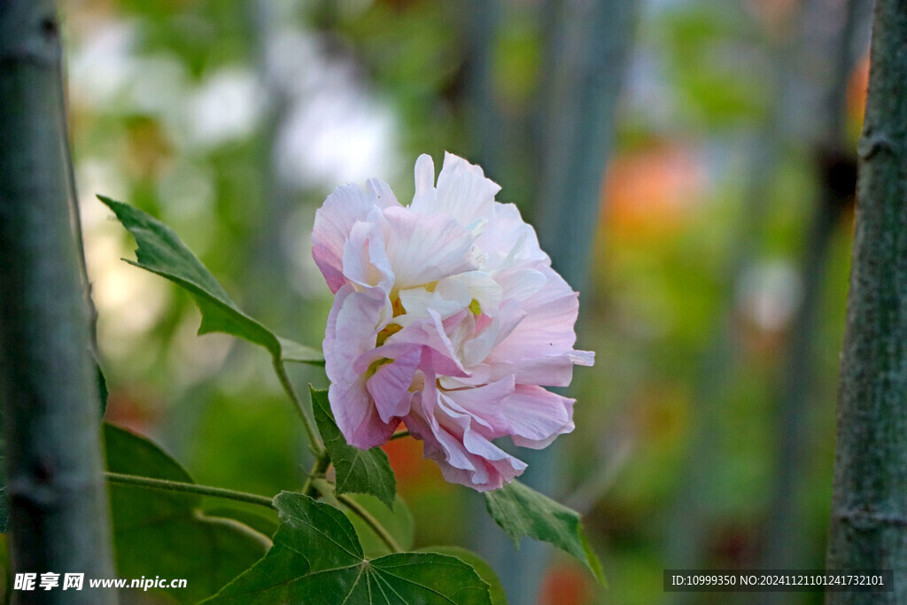 木芙蓉 