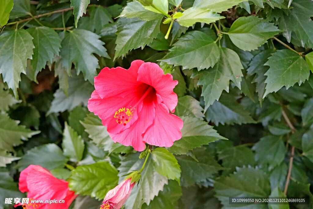 扶桑花