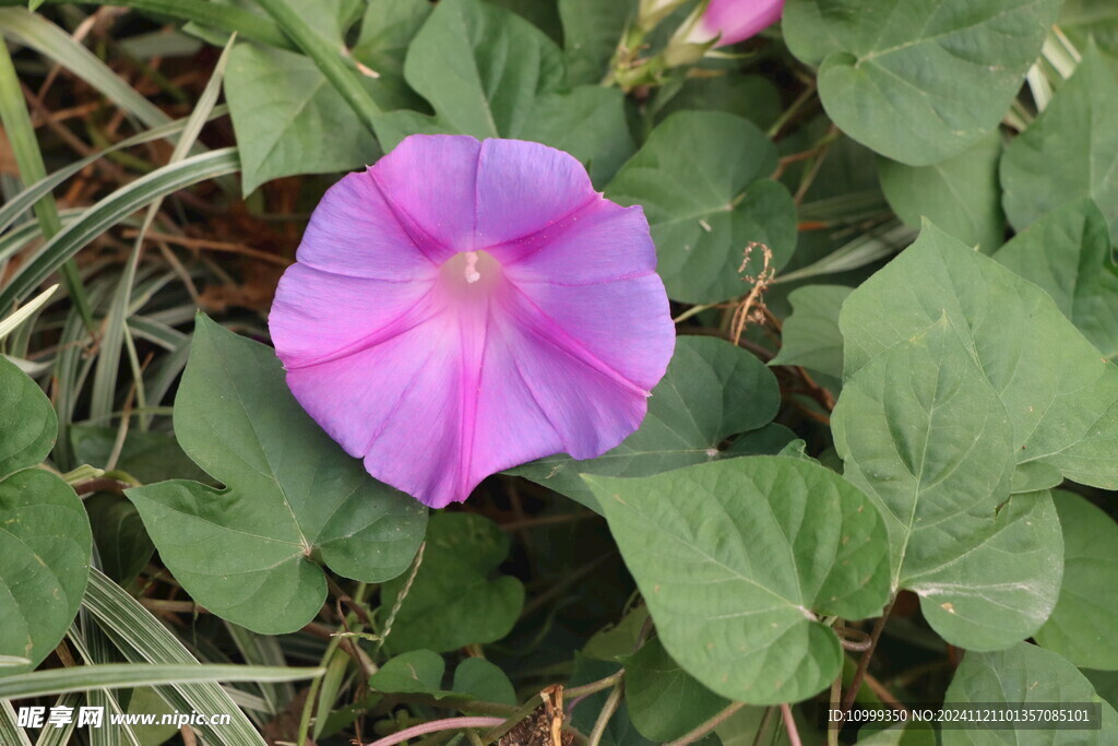 牵牛花