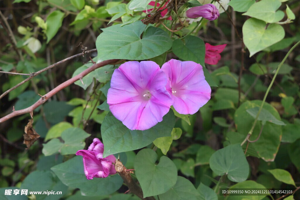牵牛花
