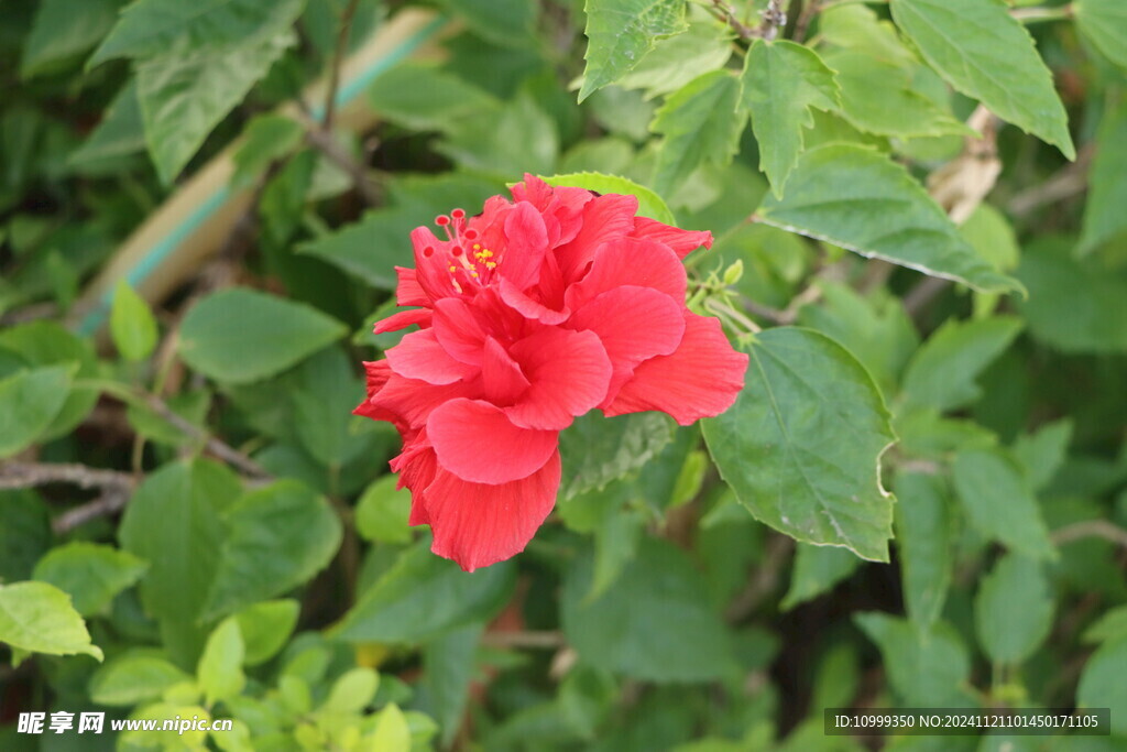 扶桑花