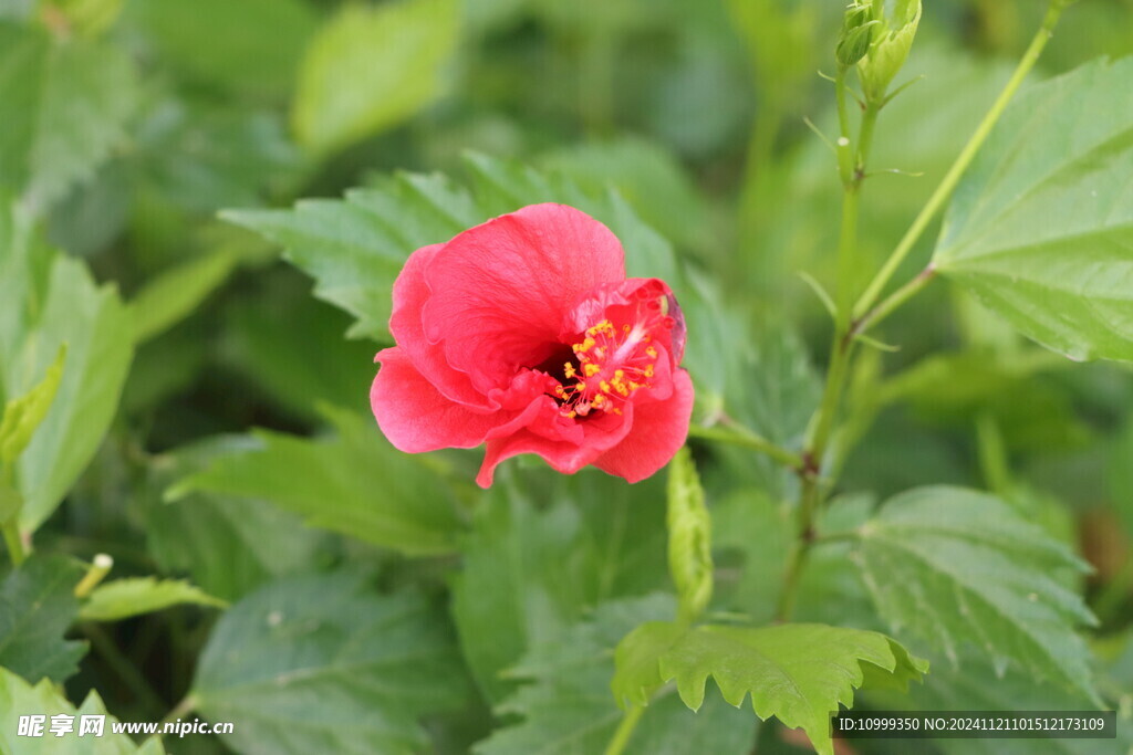扶桑花