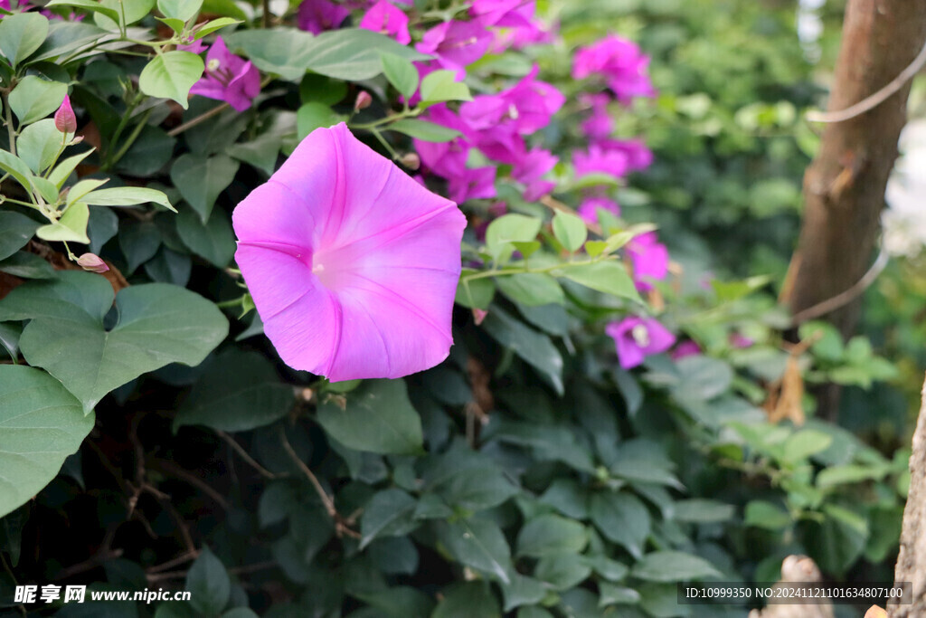 牵牛花
