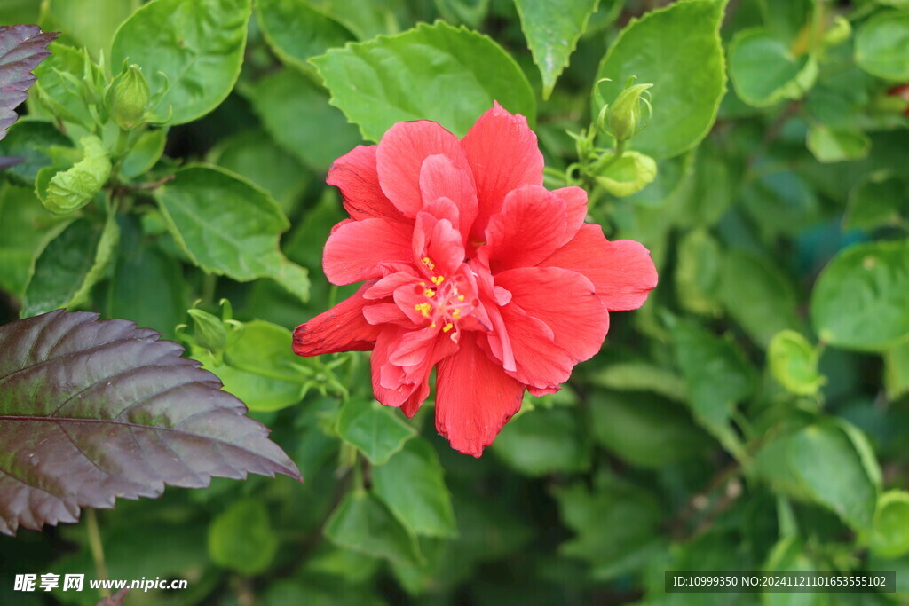 扶桑花
