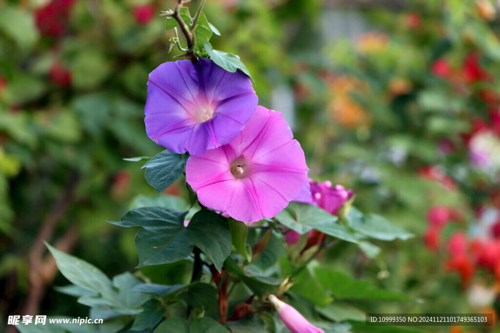 牵牛花