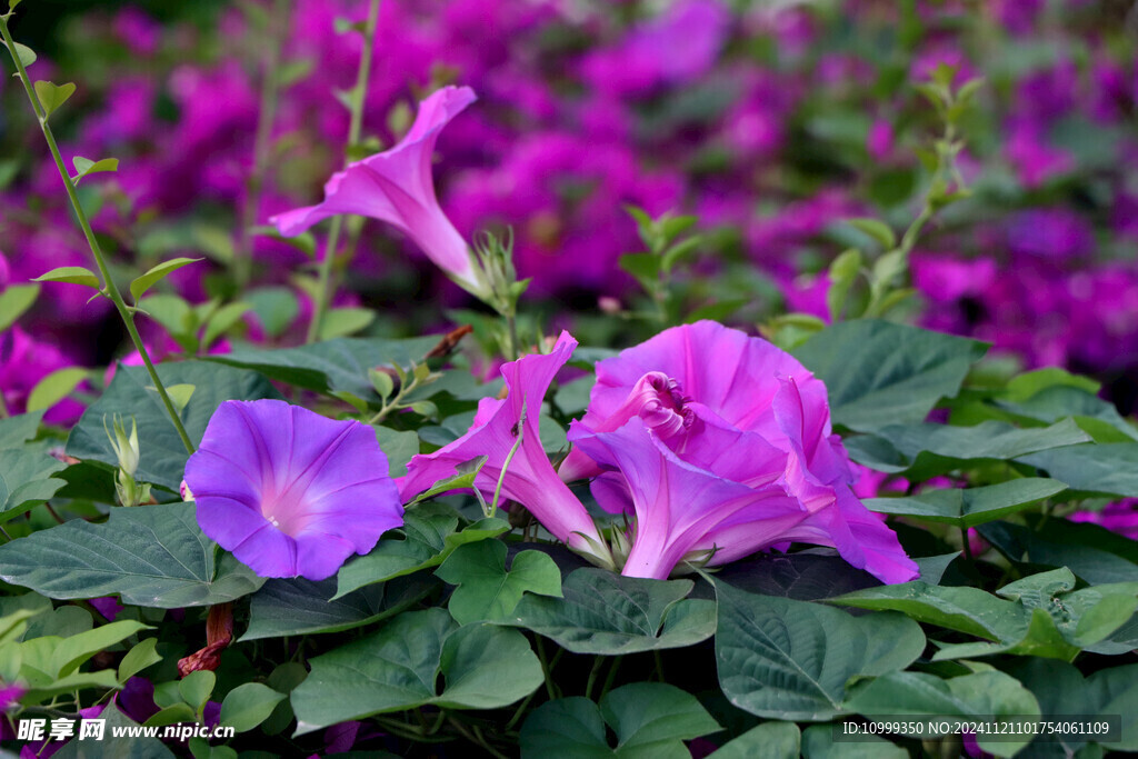 牵牛花