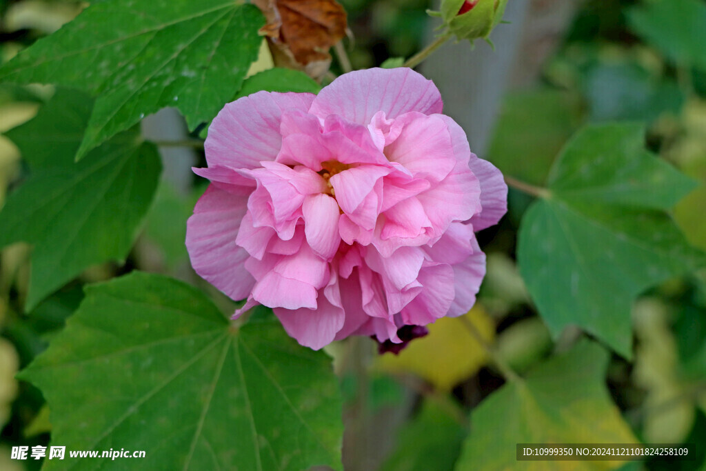 木芙蓉