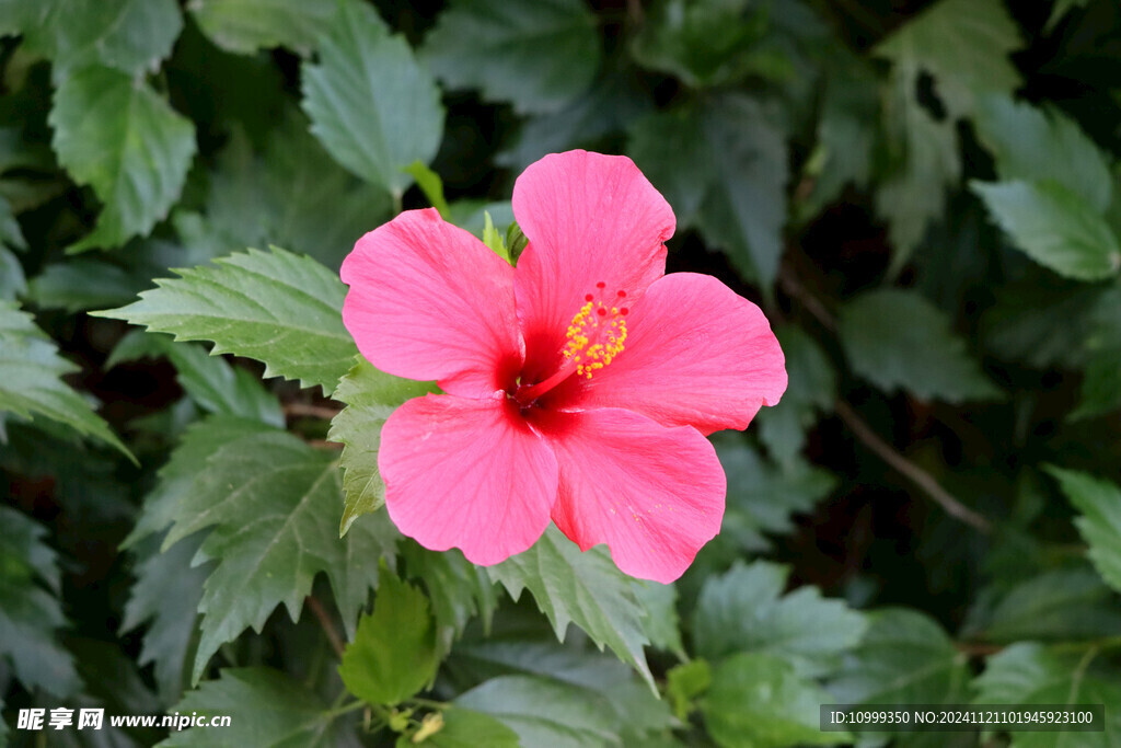 扶桑花