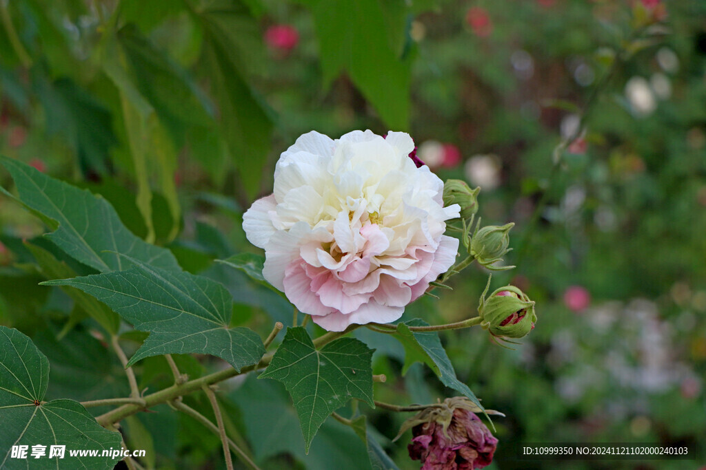 木芙蓉
