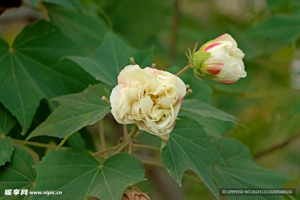 木芙蓉
