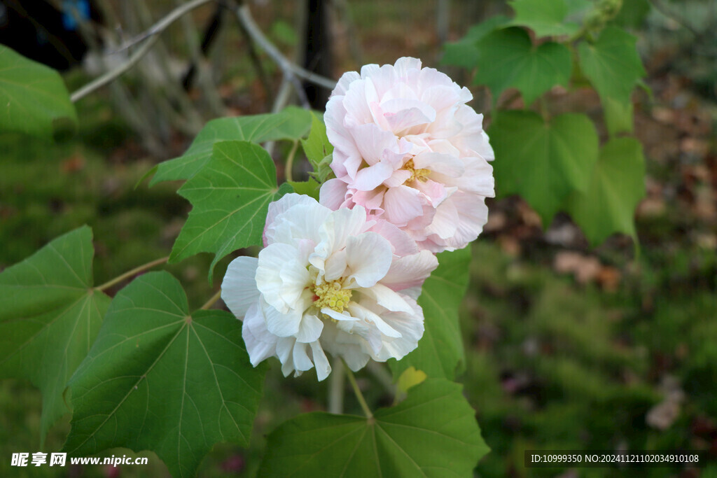 白色木芙蓉花