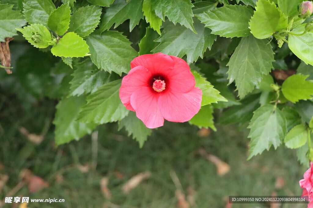 扶桑花