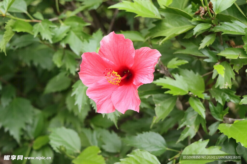 扶桑花