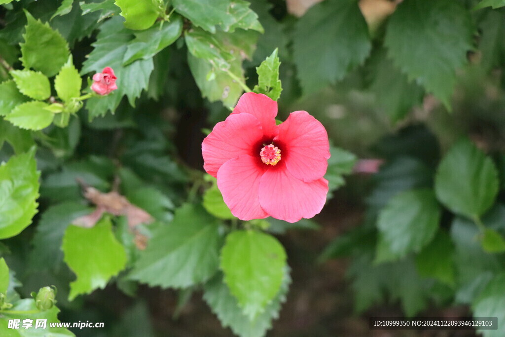 扶桑花