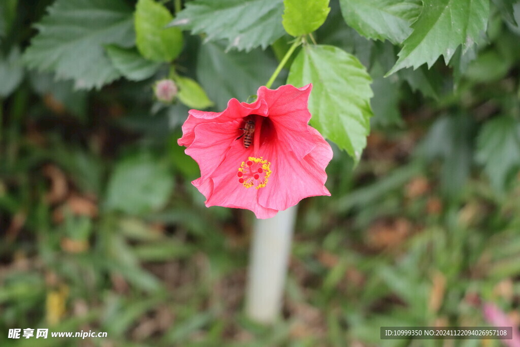 扶桑花