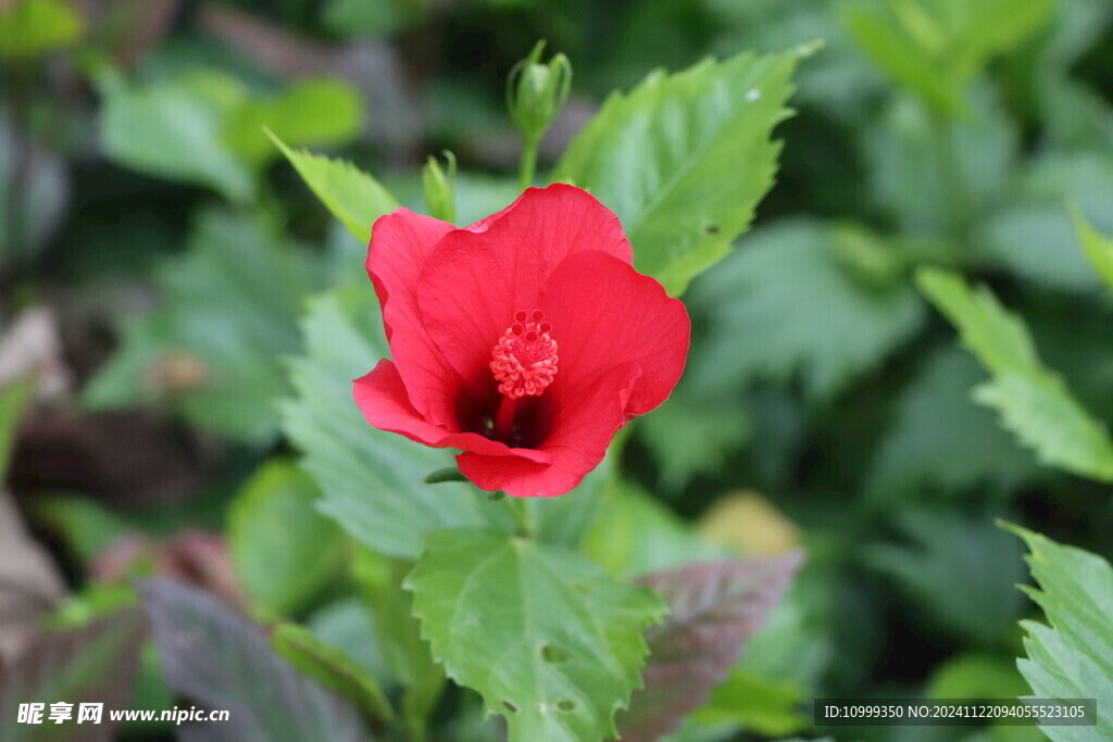 扶桑花