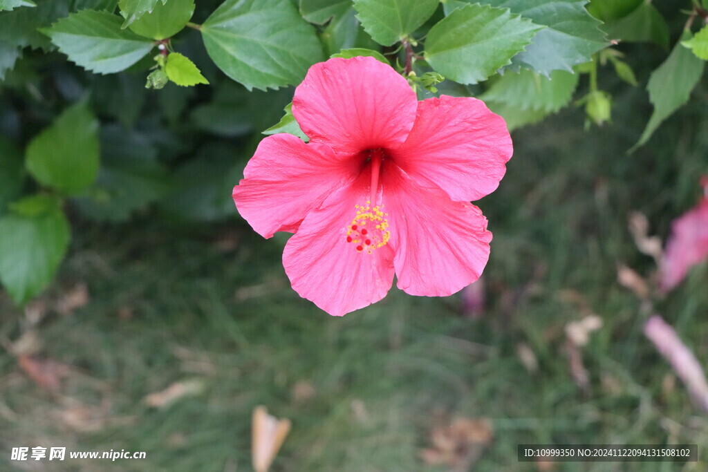 扶桑花