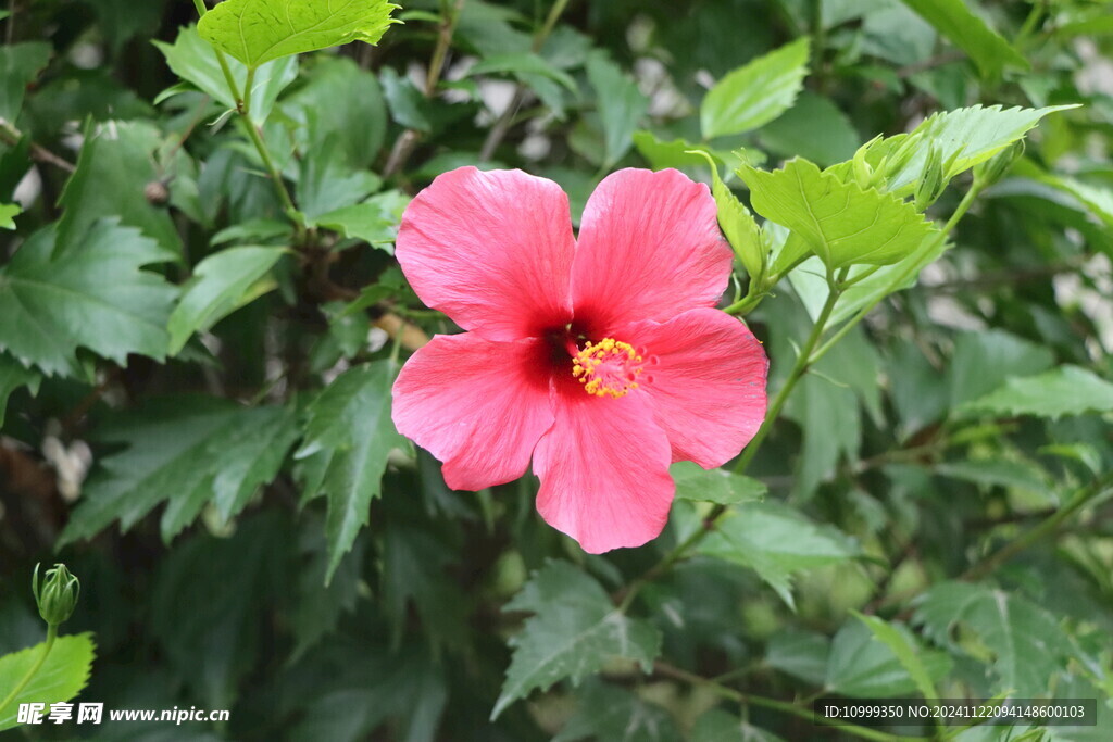 扶桑花